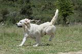 GOLDEN RETRIEVER 761